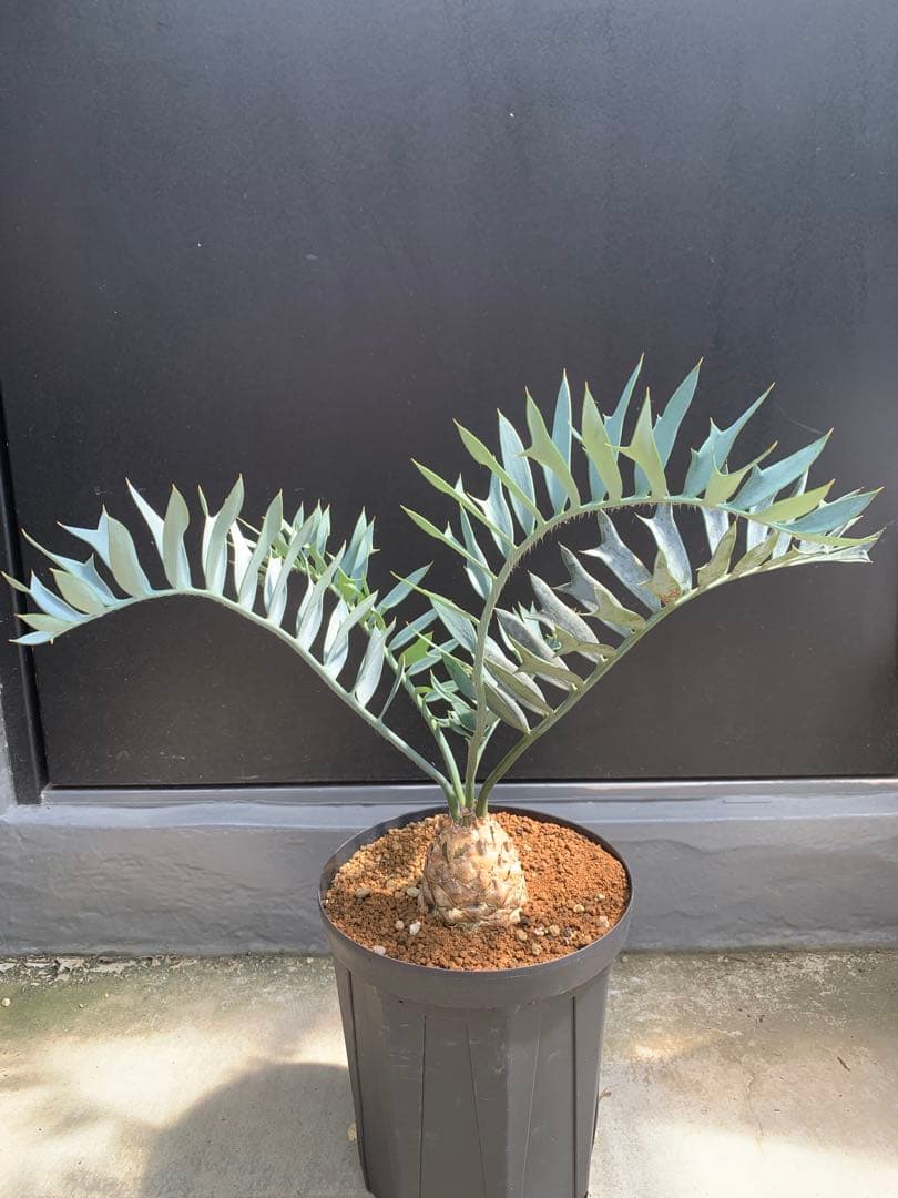 【南ア産・発根済】エンセファラルトス・ホリダス ｜青白葉＆新葉ありNo3-40