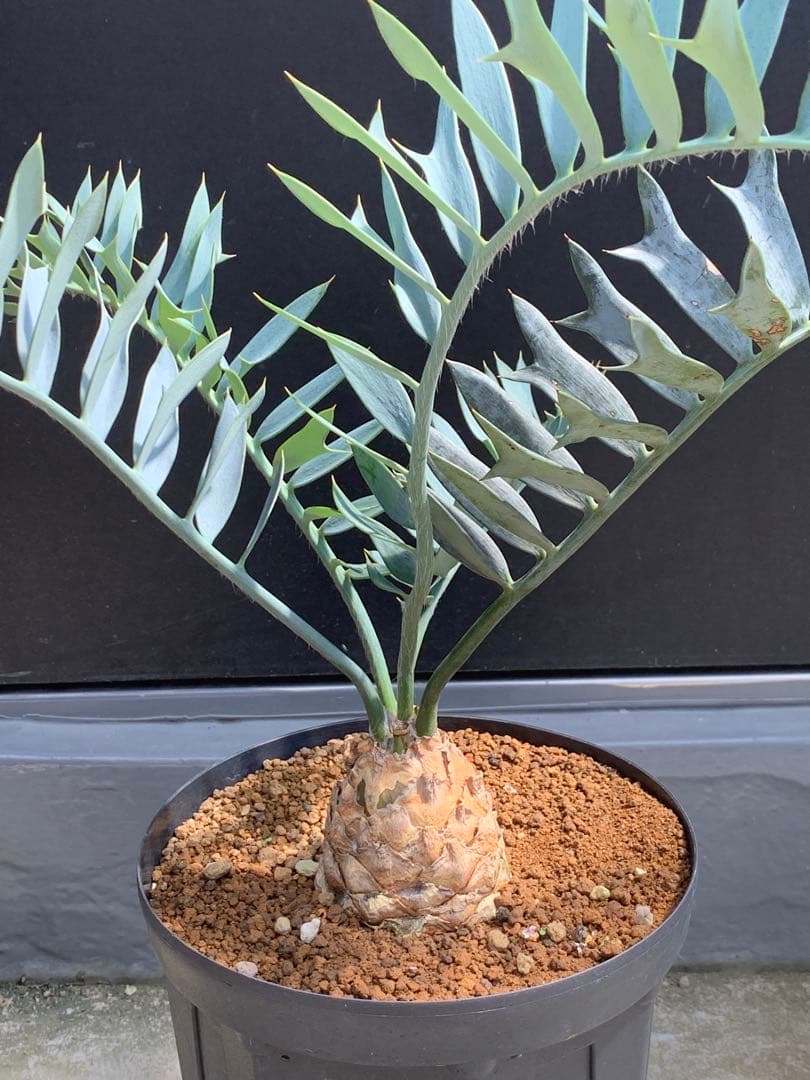 【南ア産・発根済】エンセファラルトス・ホリダス ｜青白葉＆新葉ありNo3-40