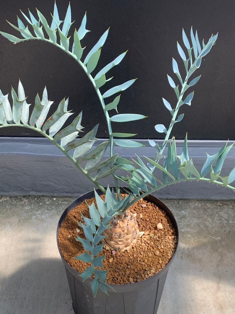 【南ア産・発根済】エンセファラルトス・ホリダス ｜青白葉＆新葉ありNo3-40