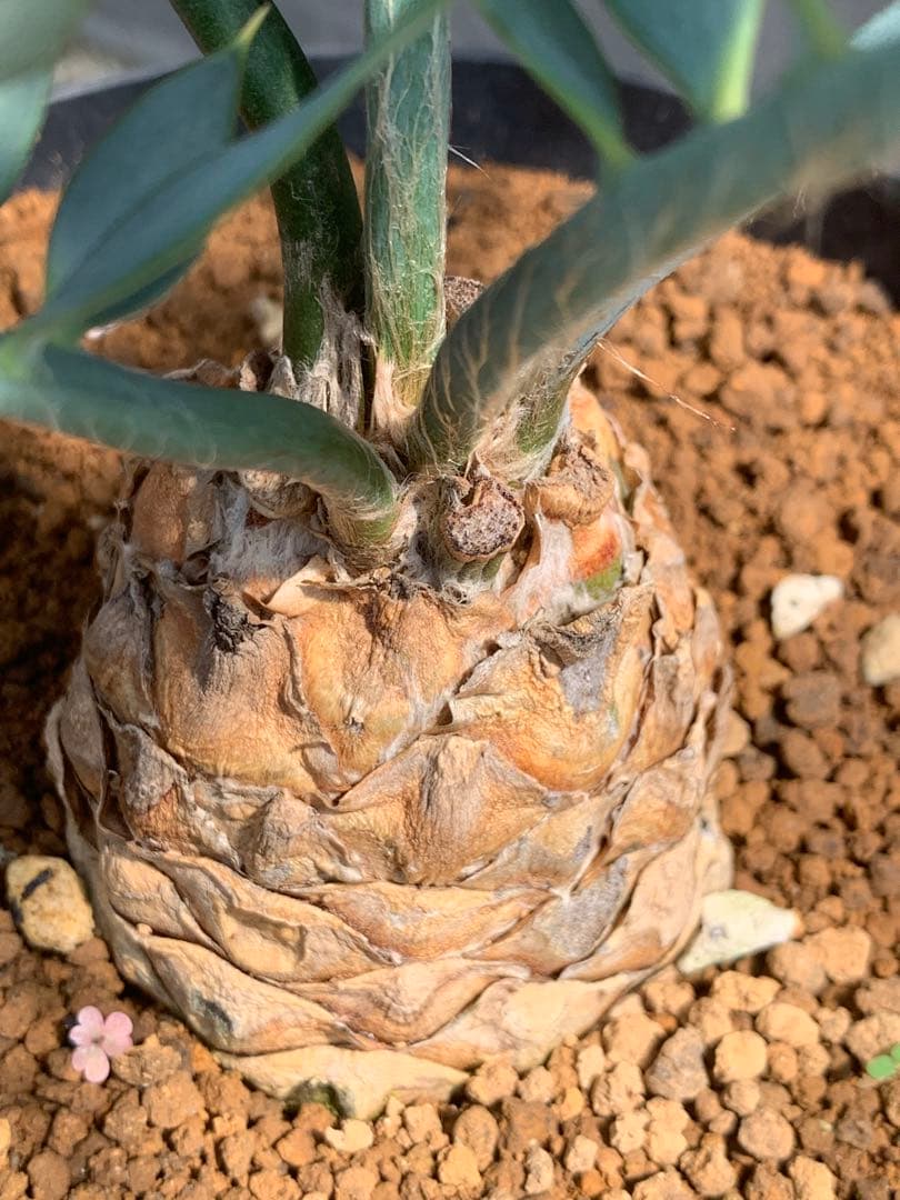 【南ア産・発根済】エンセファラルトス・ホリダス ｜青白葉＆新葉ありNo3-40