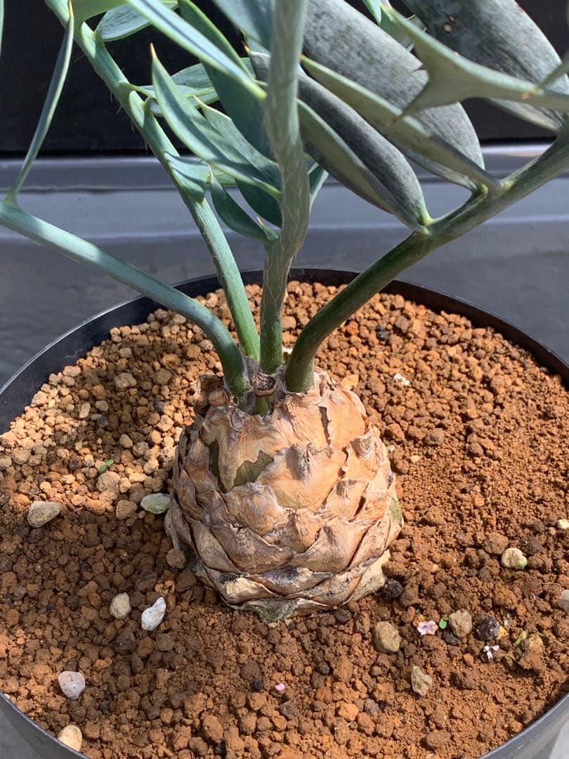 【南ア産・発根済】エンセファラルトス・ホリダス ｜青白葉＆新葉ありNo3-40