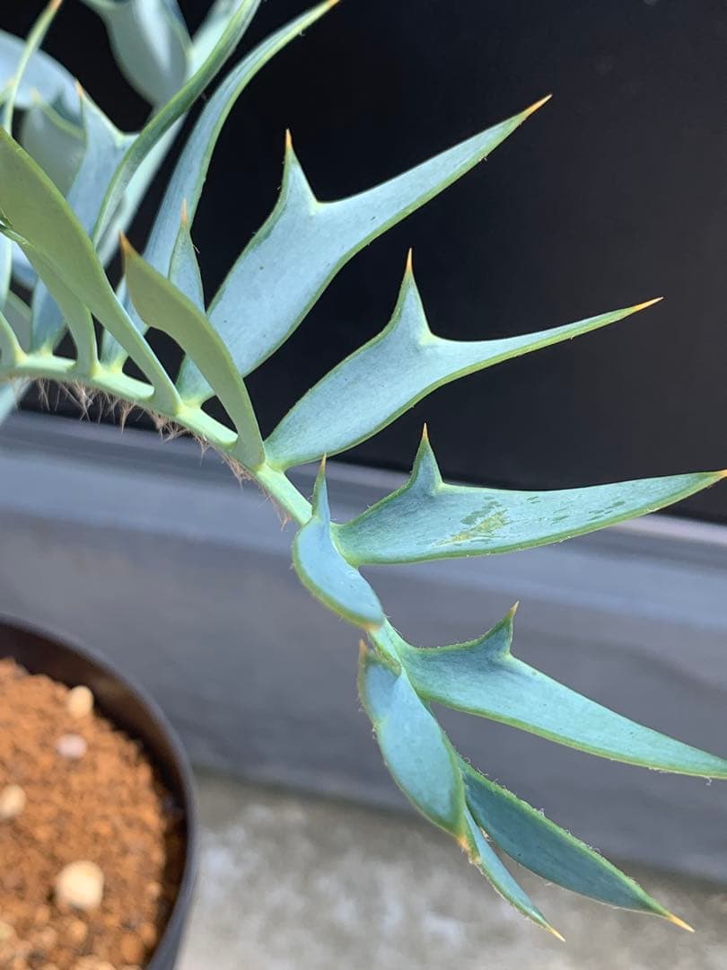 【南ア産・発根済】エンセファラルトス・ホリダス ｜青白葉＆新葉ありNo3-40