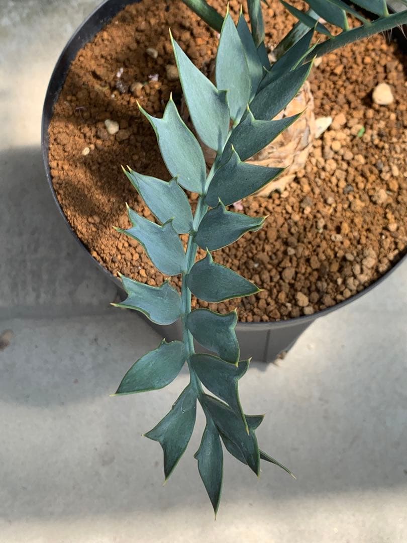 【南ア産・発根済】エンセファラルトス・ホリダス ｜青白葉＆新葉ありNo3-40