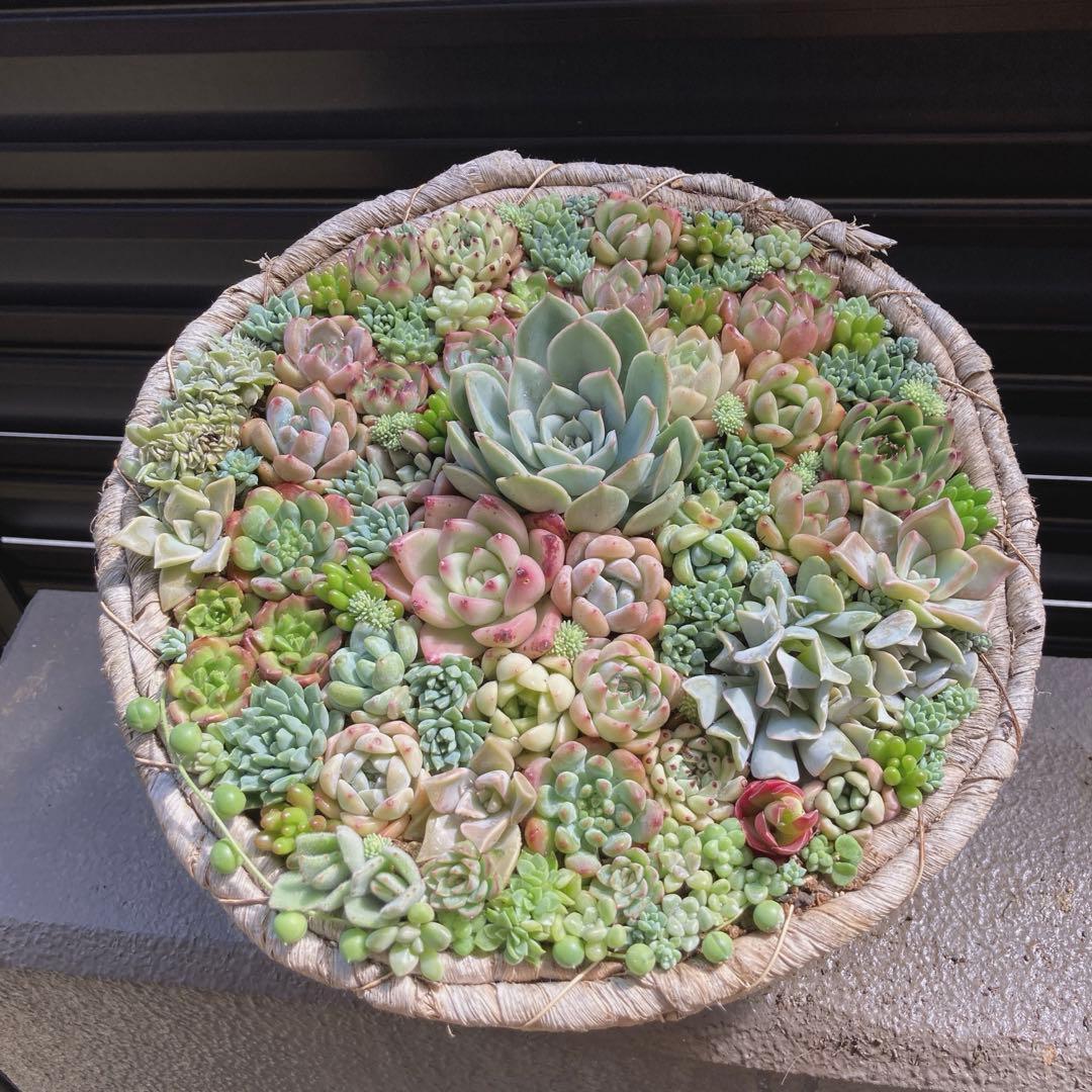 多肉植物　寄せ植え　韓国苗　特大