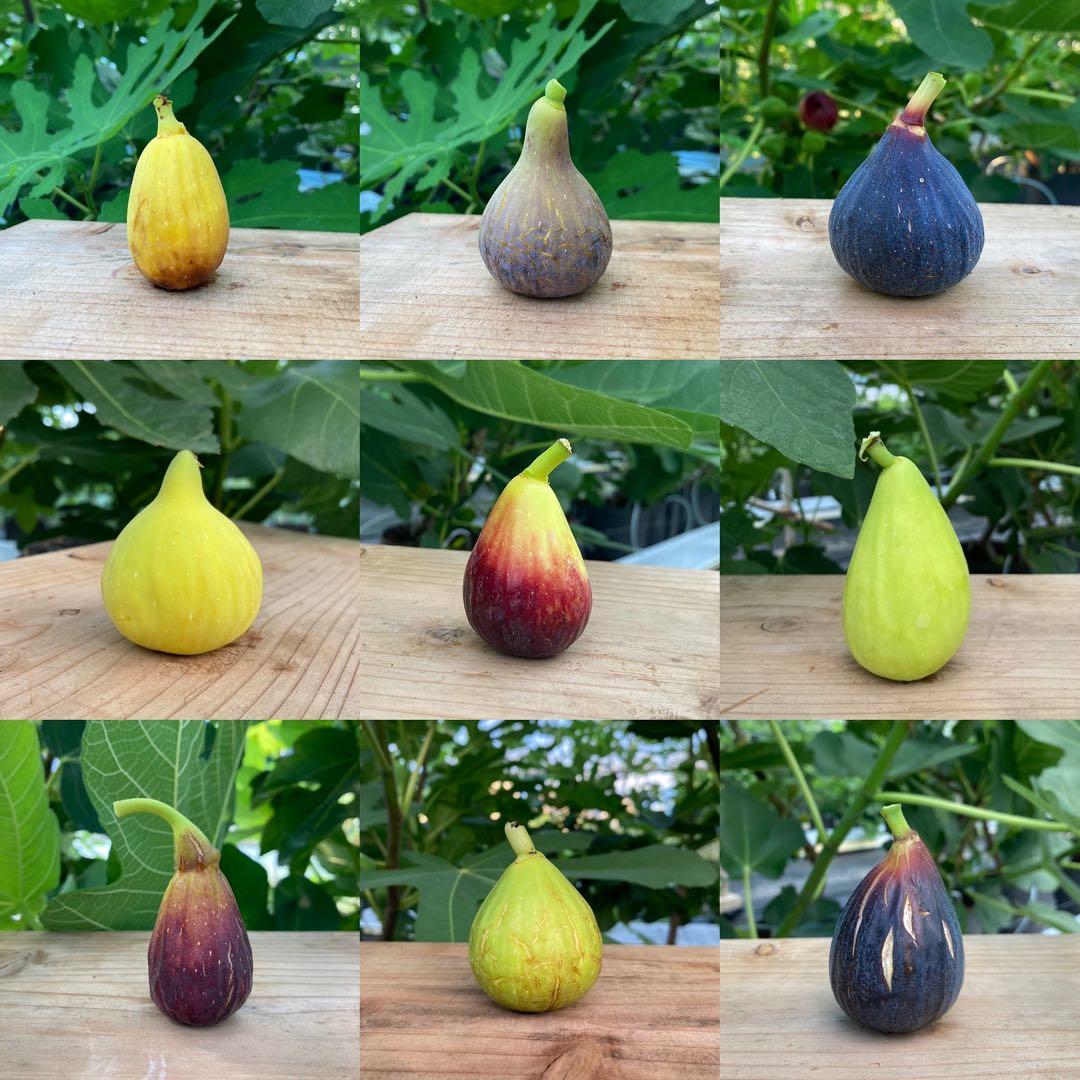 Cala Millor 穂木 1本 イチジク （限定3本です） - メルカリ