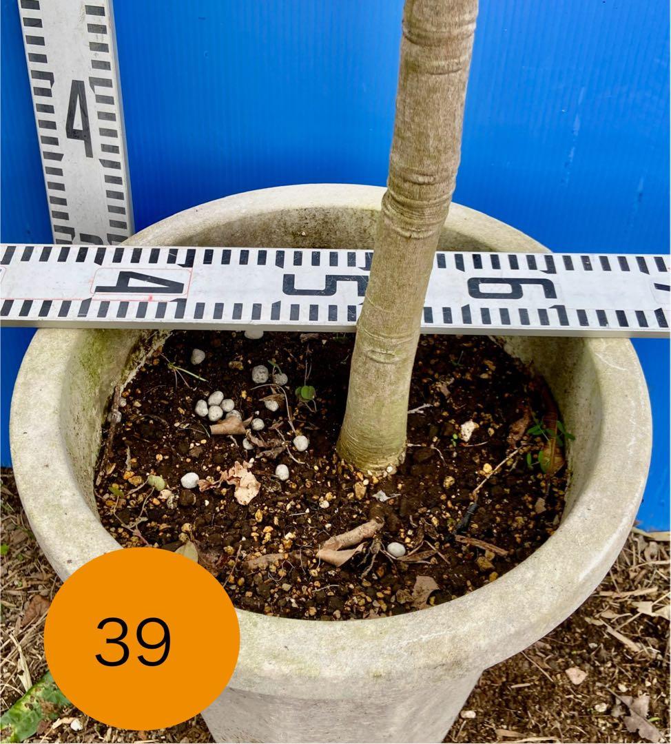 39ヤマシタマンゴー 耐寒性フルーツ - メルカリ