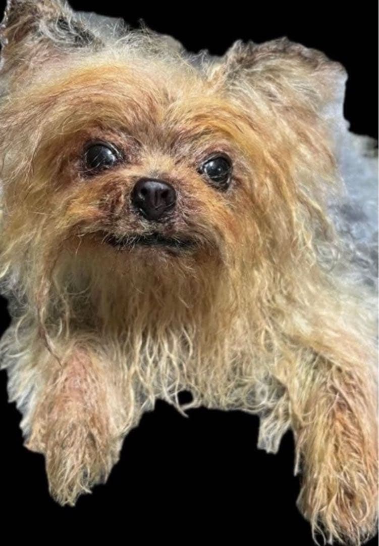 ヨークシャテリア