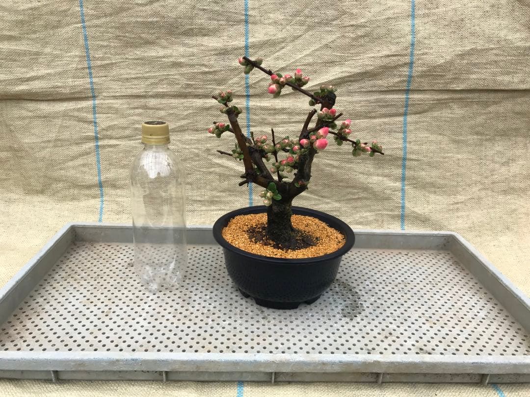 木瓜(ボケ)・放春花 ゆめ 6寸 - メルカリ