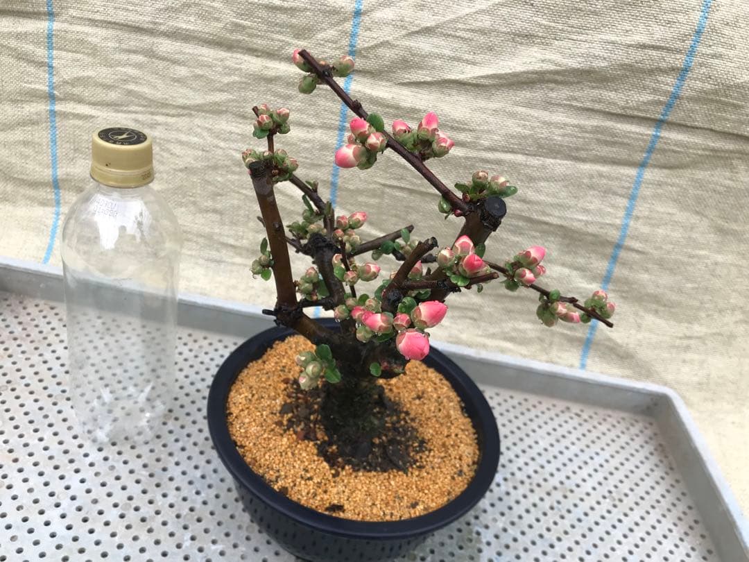 木瓜(ボケ)・放春花 ゆめ 6寸 - メルカリ