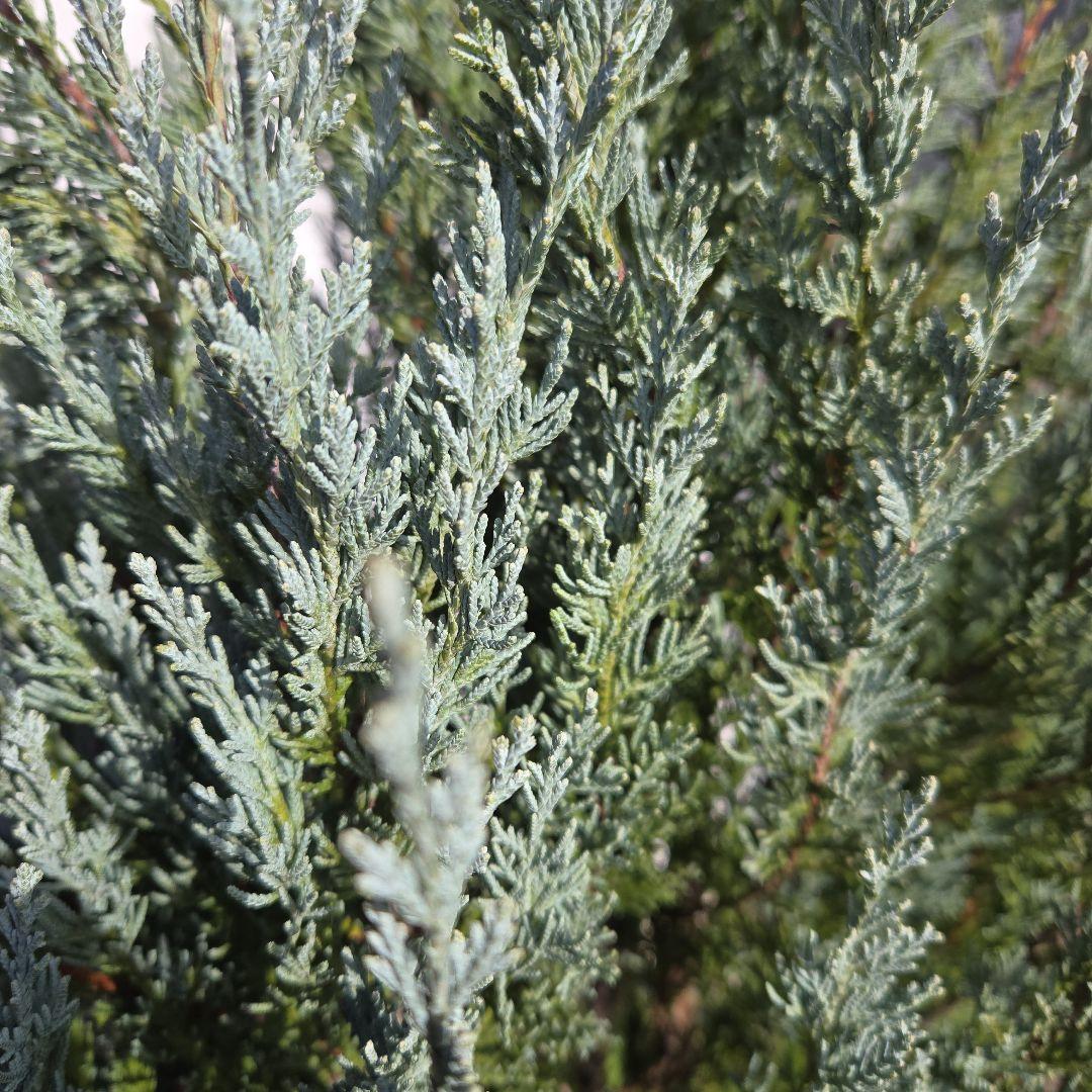 ④　コニファームーングロー　10号　特大苗木最高等級　初売り‼️