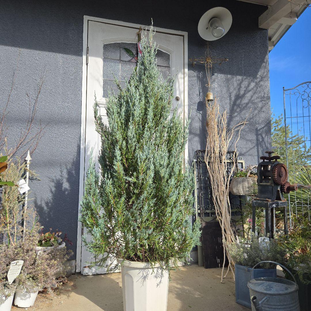 ④　コニファームーングロー　10号　特大苗木最高等級　初売り‼️