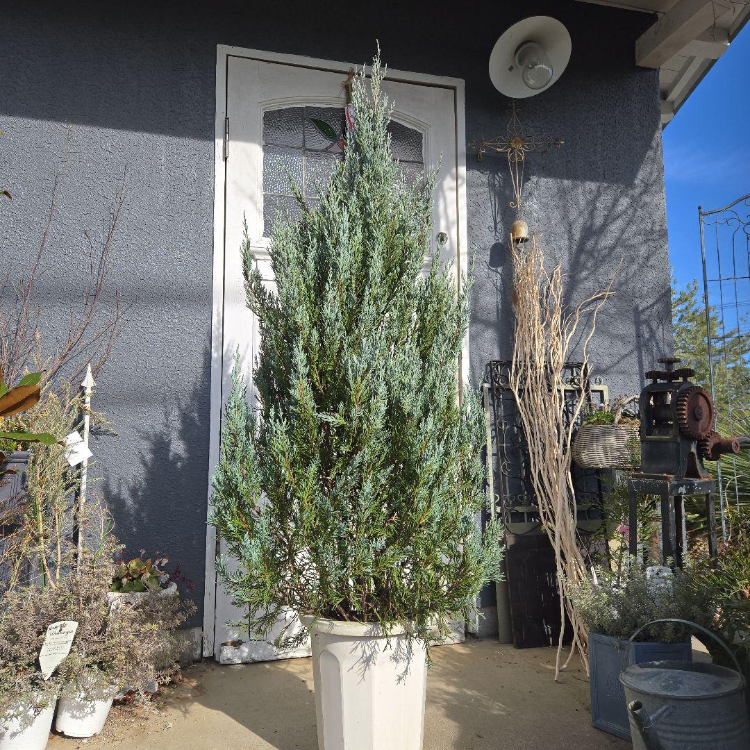 ④　コニファームーングロー　10号　特大苗木最高等級　初売り‼️