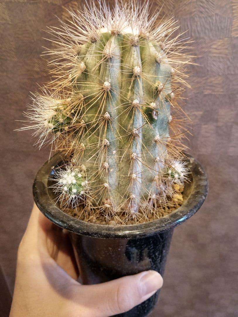 \"特選 特大\" コピアポア ・ クラインジアナ 雷血丸