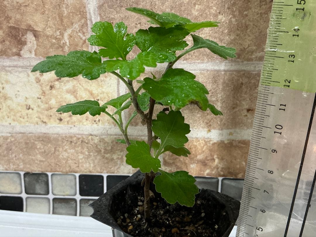 ピンク系小菊　秋咲き