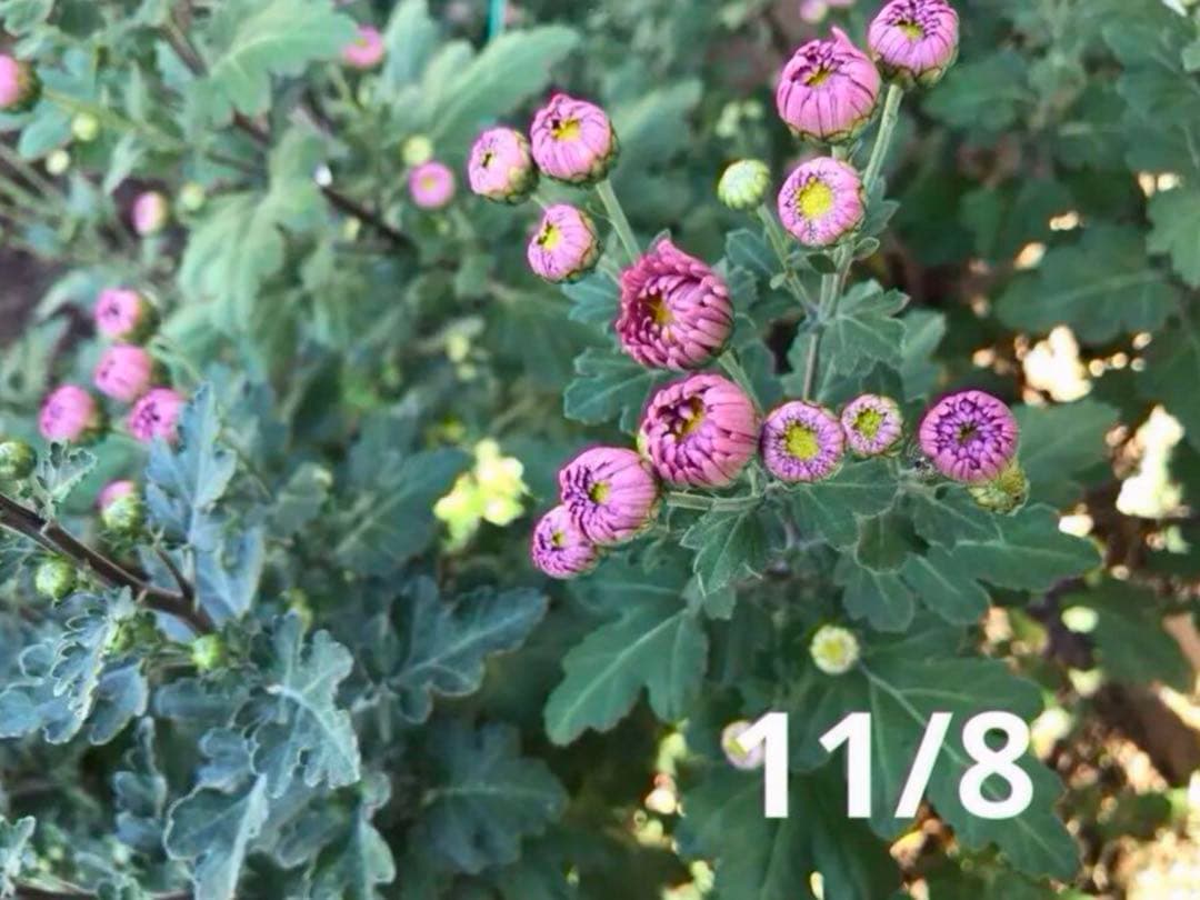 ピンク系小菊　秋咲き