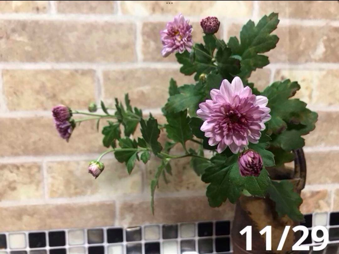 ピンク系小菊　秋咲き