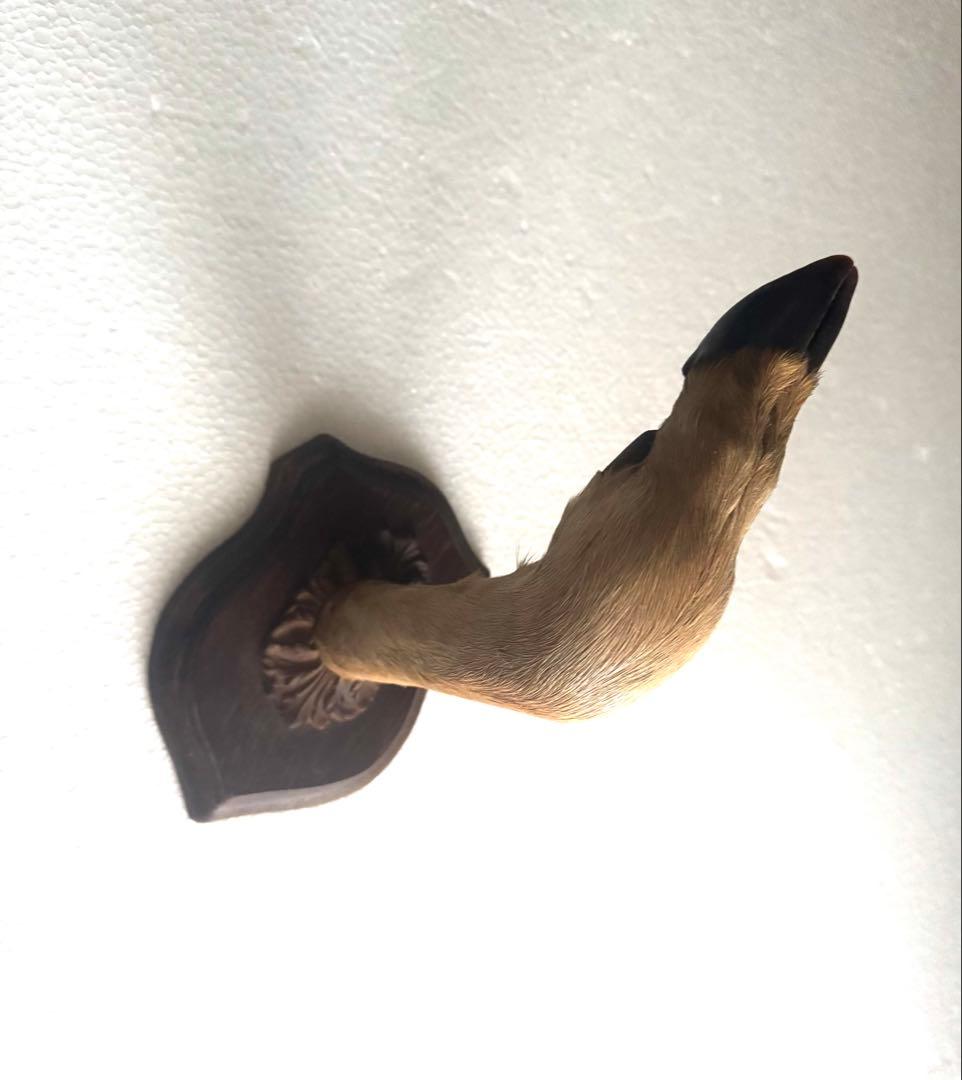 アンティーク★鹿の足壁掛け 剥製　undercover 高橋盾