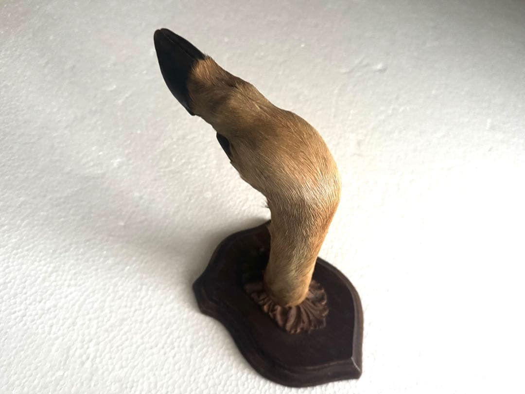 アンティーク★鹿の足壁掛け 剥製　undercover 高橋盾