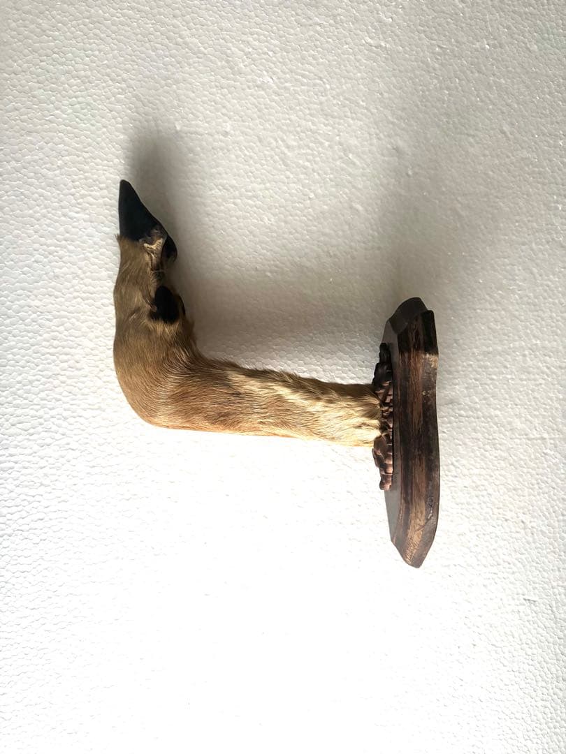 アンティーク★鹿の足壁掛け 剥製　undercover 高橋盾