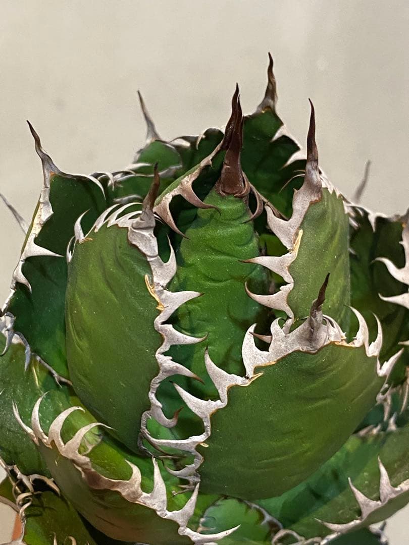 【速達付】超絶極上株 アガベ ホリダ 陽炎 超凶暴鋸歯 超コンパクト 特選株