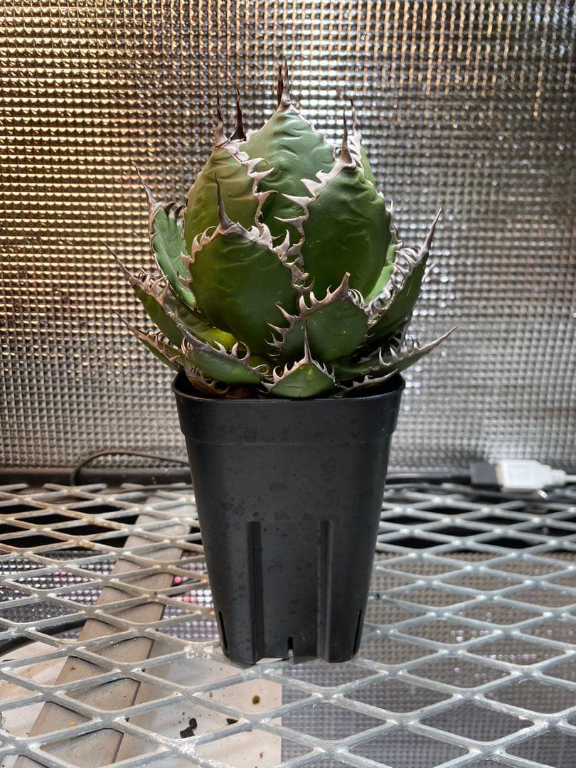 【速達付】超絶極上株 アガベ ホリダ 陽炎 超凶暴鋸歯 超コンパクト 特選株