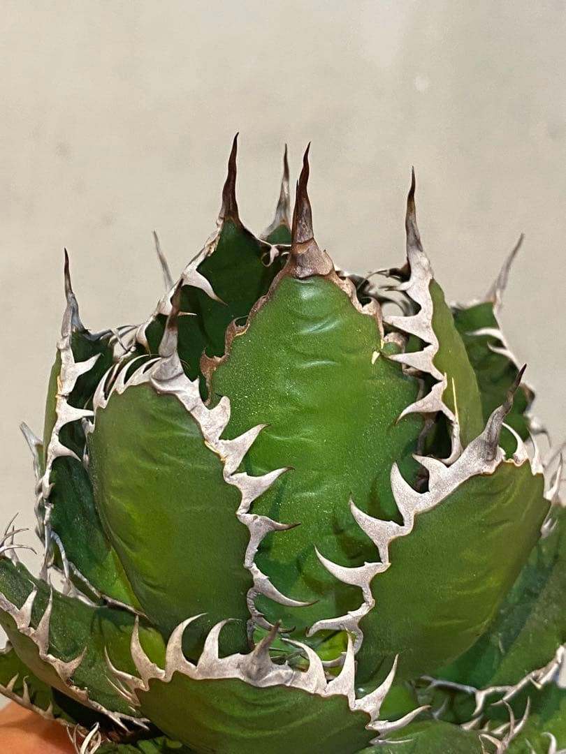 【速達付】超絶極上株 アガベ ホリダ 陽炎 超凶暴鋸歯 超コンパクト 特選株