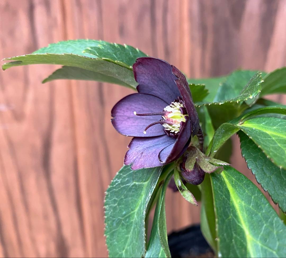 原種クリスマスローズ 開花株 クロアチカス交配 小輪 充実株 ポットの