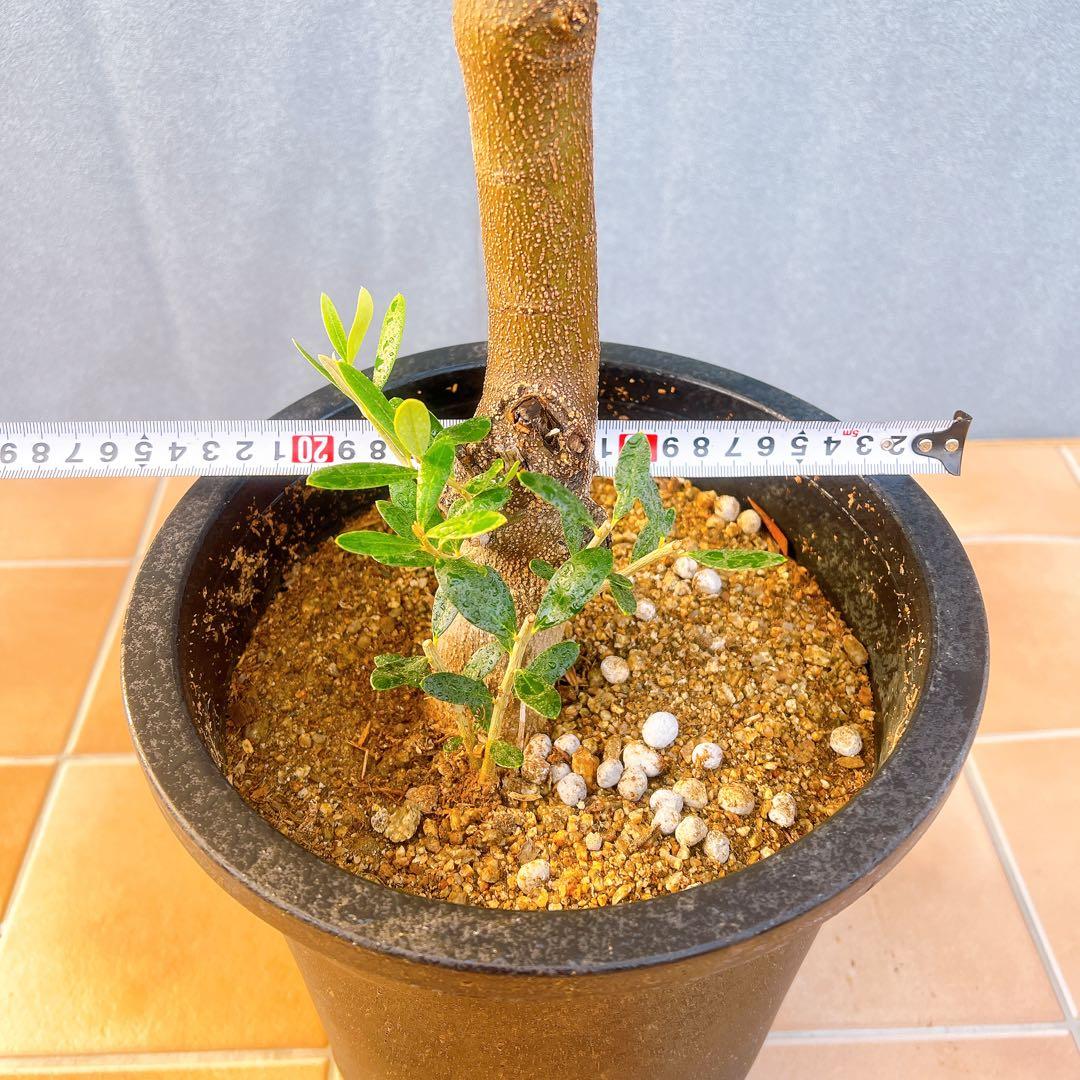 現品　創樹　オリーブの木　オリーブ　ネバディロブランコ　7　観葉植物　souju