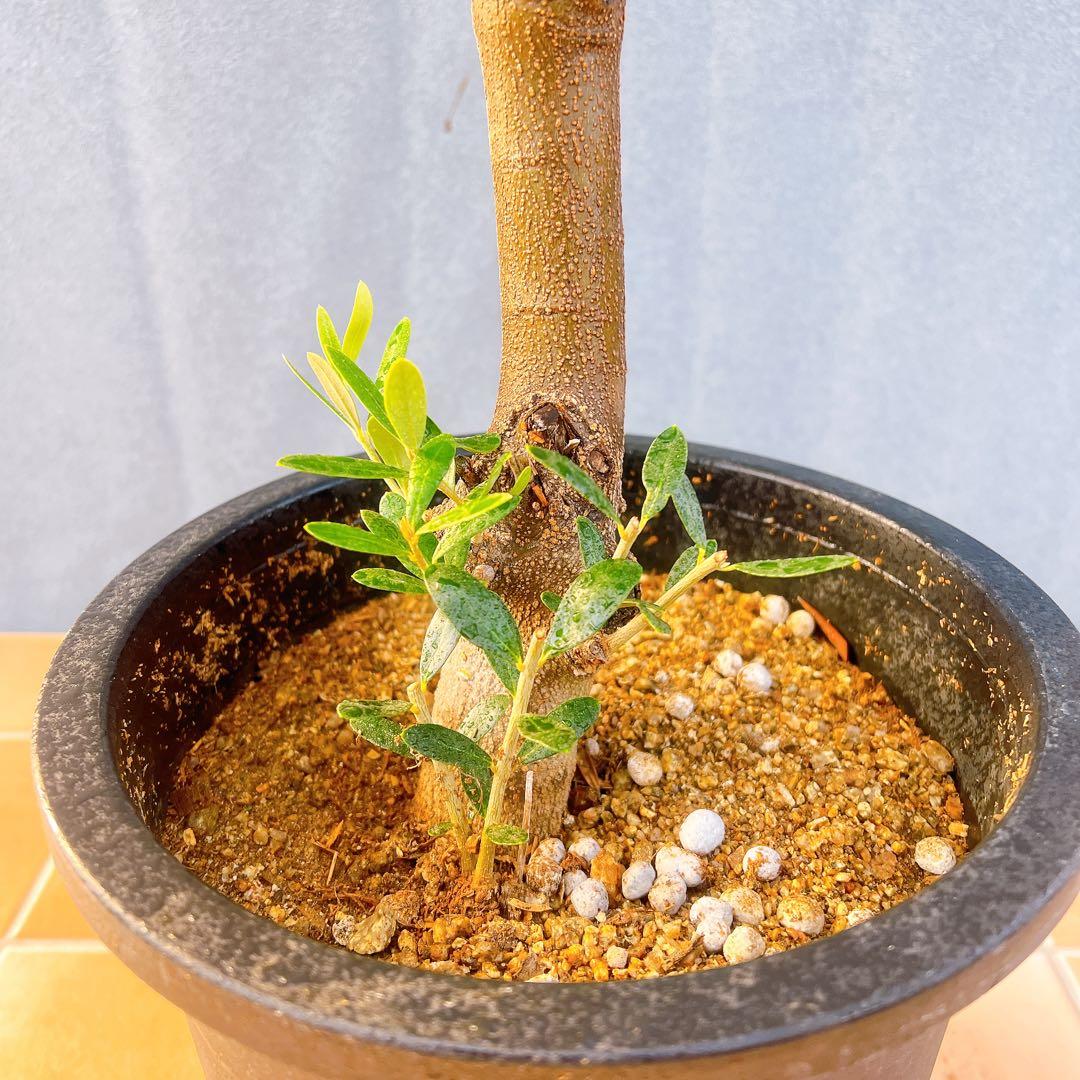 現品　創樹　オリーブの木　オリーブ　ネバディロブランコ　7　観葉植物　souju