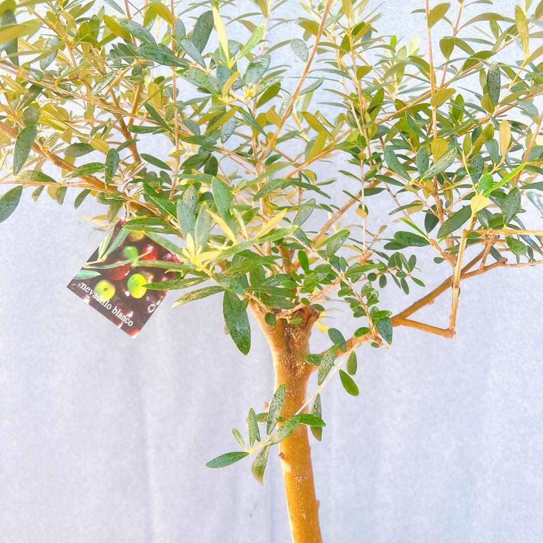 現品　創樹　オリーブの木　オリーブ　ネバディロブランコ　7　観葉植物　souju