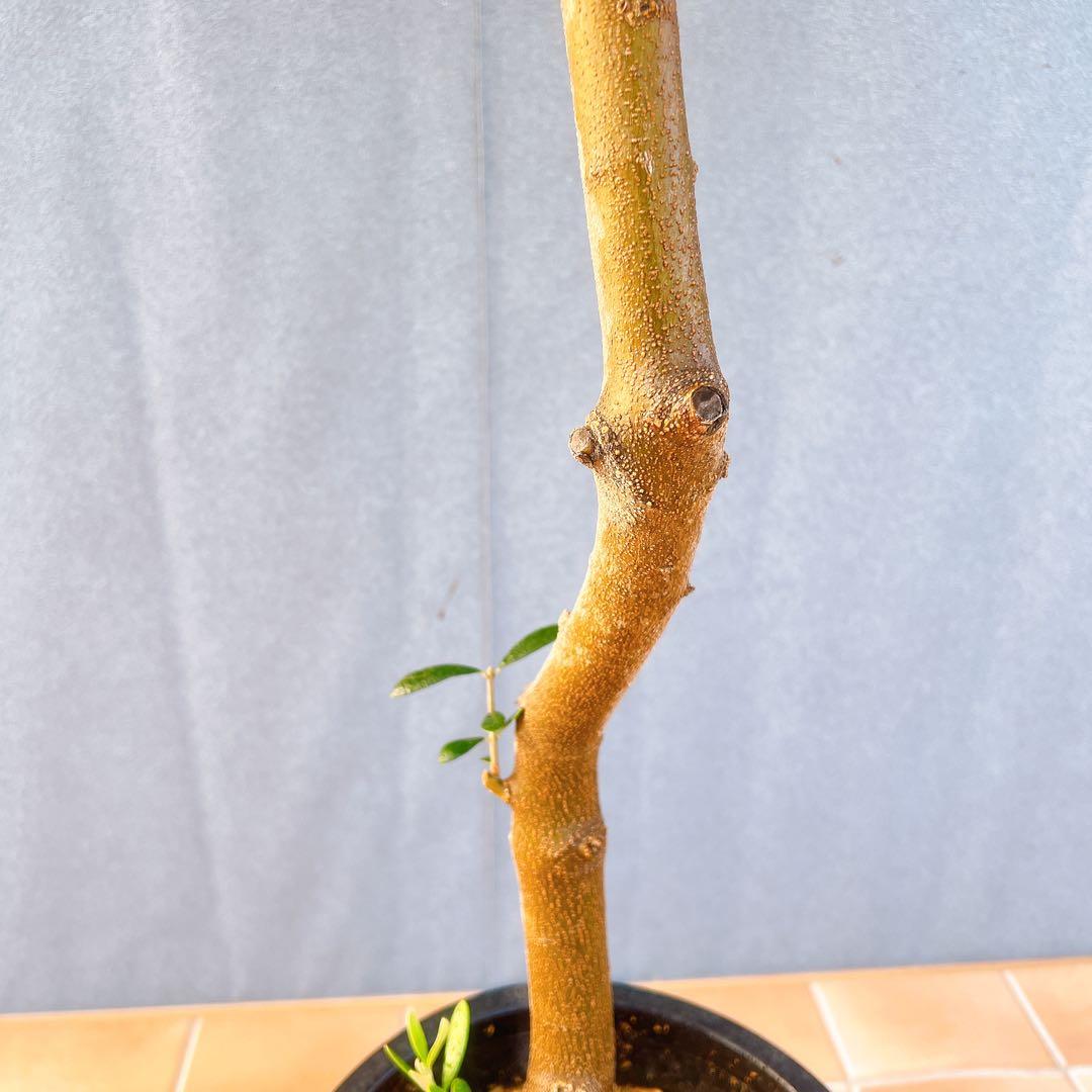 現品　創樹　オリーブの木　オリーブ　ネバディロブランコ　7　観葉植物　souju