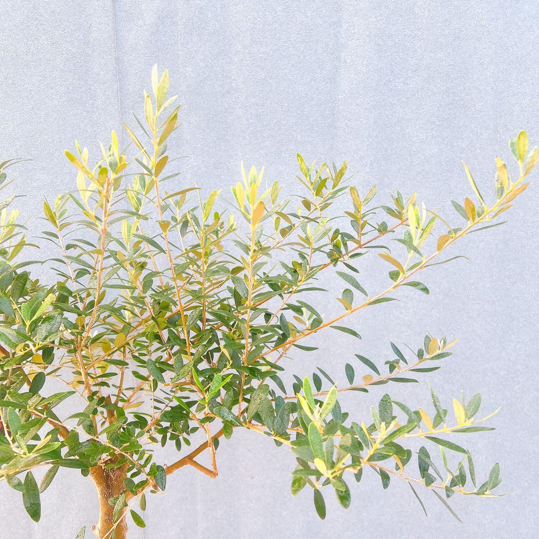 現品　創樹　オリーブの木　オリーブ　ネバディロブランコ　7　観葉植物　souju