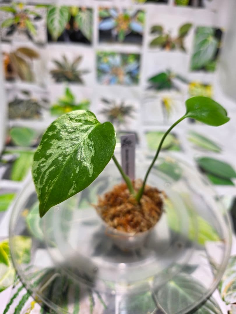 熱帯植物 ‼️レア‼️モンステラ バルバソー 斑入り - メルカリ