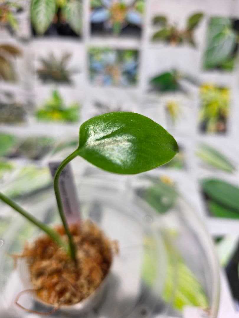 熱帯植物 ‼️レア‼️モンステラ バルバソー 斑入り - メルカリ