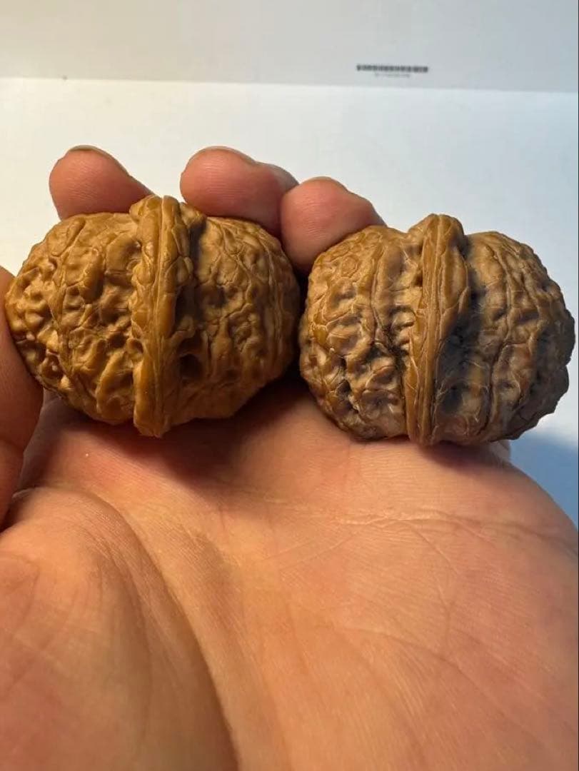 セール中　血麒麟核桃 極上逸品