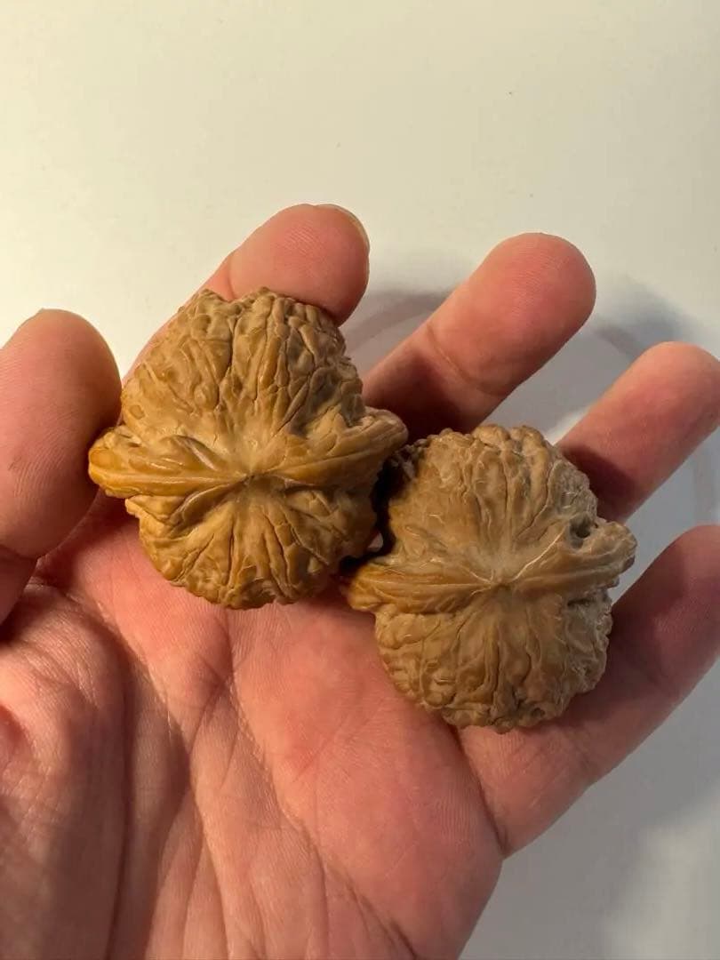 セール中　血麒麟核桃 極上逸品