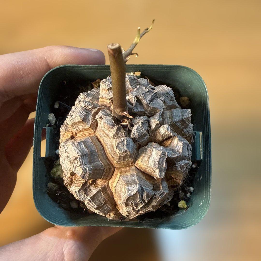【極上】38 アフリカ亀甲竜 3号 バキバキ 速達 健康株