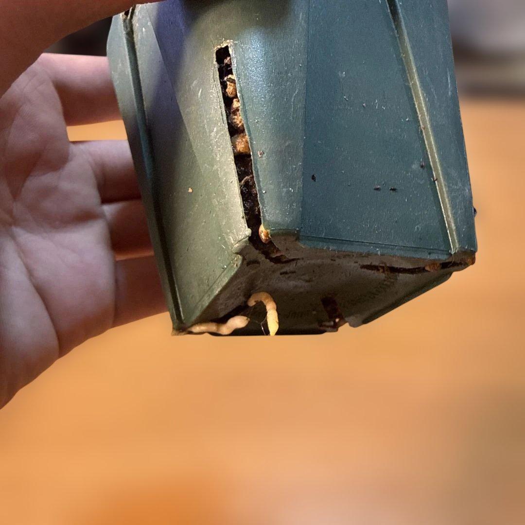 【極上】38 アフリカ亀甲竜 3号 バキバキ 速達 健康株