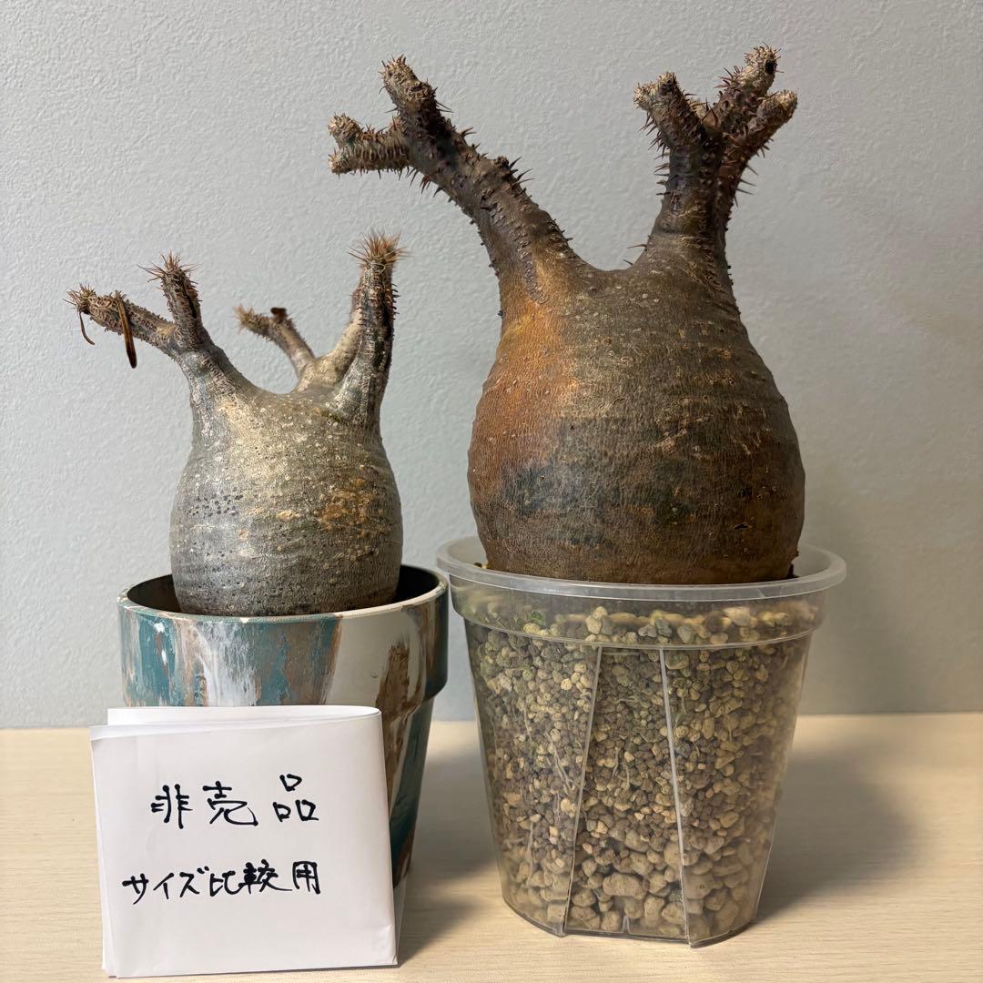 パキポディウム・グラキリス① 発根済み 現地球 - メルカリ