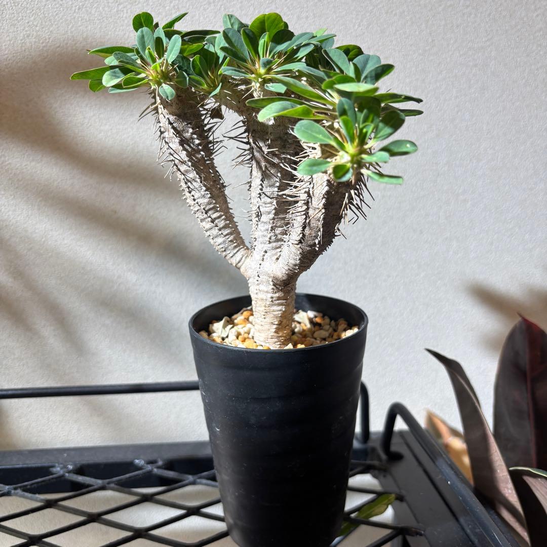 ユーフォルビアギラウミニアナ 4 現地球 良形 鉢ごとメルカリ便発送