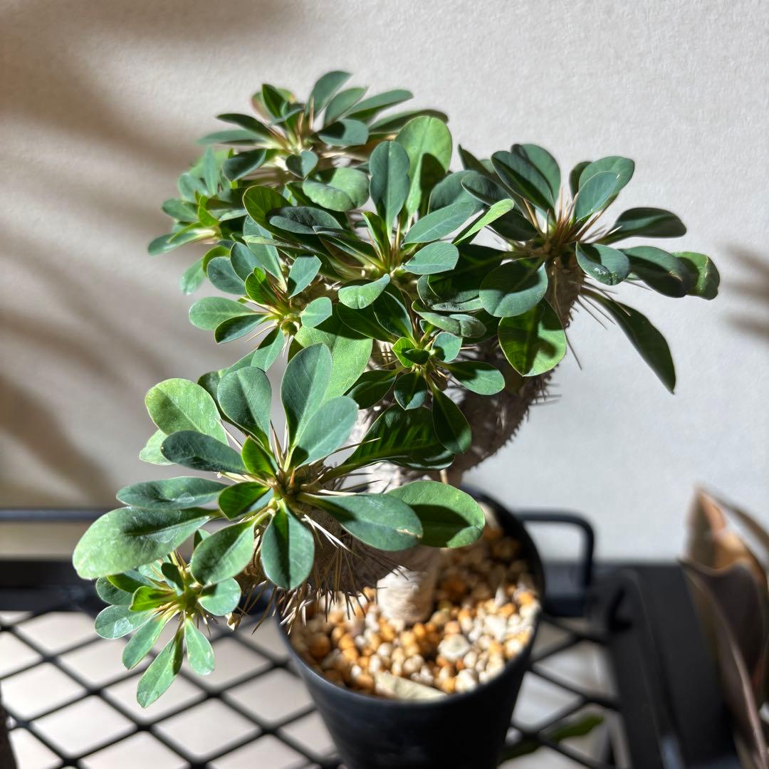 ユーフォルビアギラウミニアナ 4 現地球 良形 鉢ごとメルカリ便発送