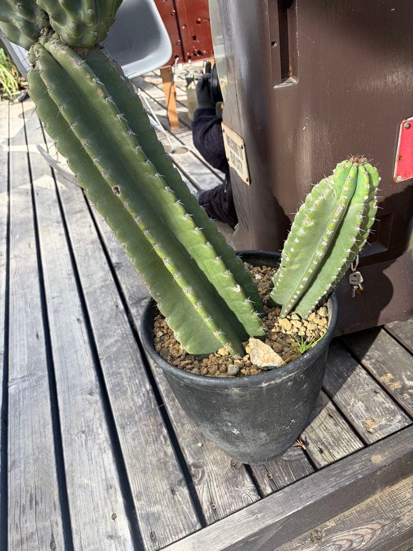 耐寒性強！柱サボテン　ブランチ◇ドライガーデン南国リゾート多肉アガベ ユッカ島