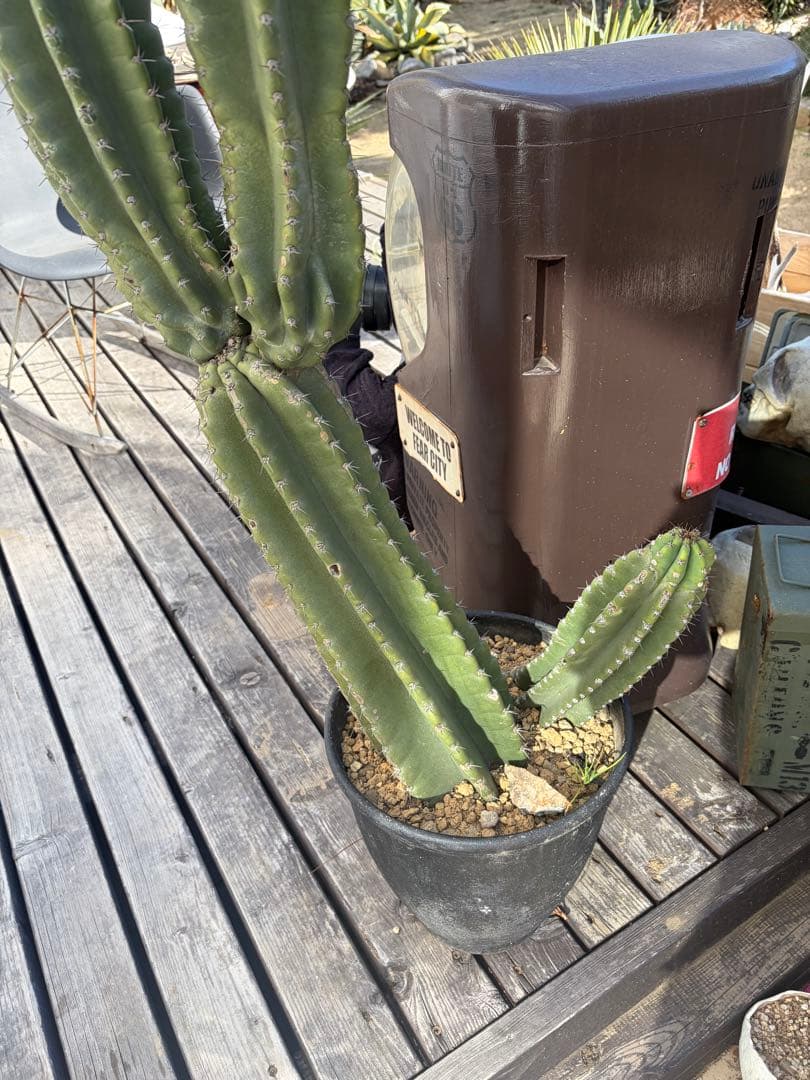 耐寒性強！柱サボテン　ブランチ◇ドライガーデン南国リゾート多肉アガベ ユッカ島