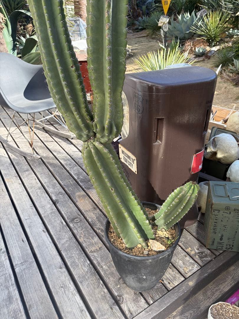 耐寒性強！柱サボテン　ブランチ◇ドライガーデン南国リゾート多肉アガベ ユッカ島