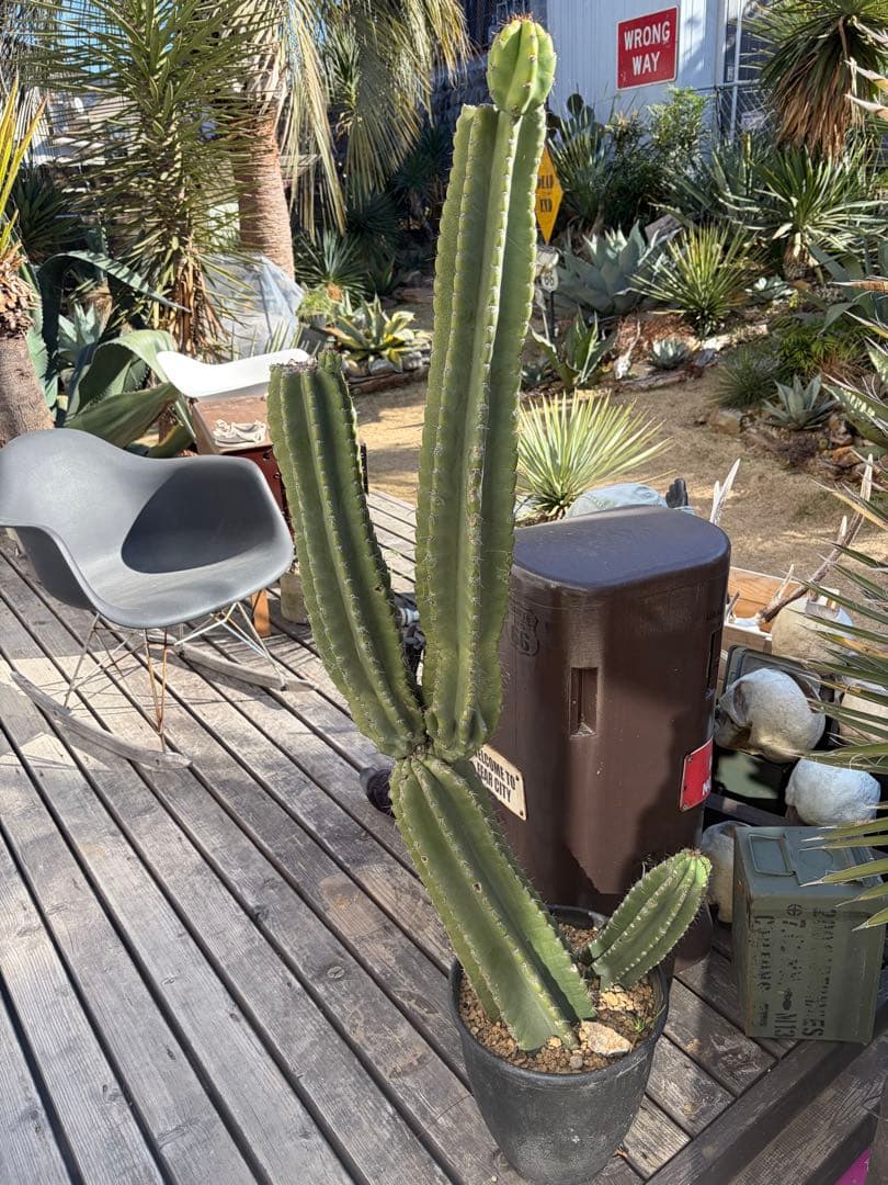 耐寒性強！柱サボテン　ブランチ◇ドライガーデン南国リゾート多肉アガベ ユッカ島