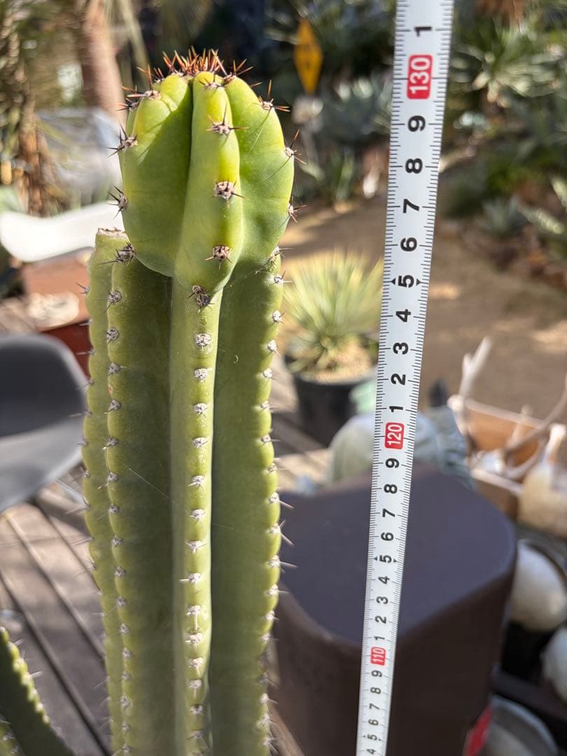 耐寒性強！柱サボテン　ブランチ◇ドライガーデン南国リゾート多肉アガベ ユッカ島