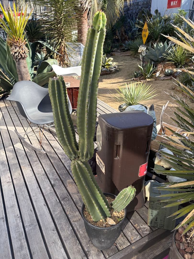 耐寒性強！柱サボテン　ブランチ◇ドライガーデン南国リゾート多肉アガベ ユッカ島