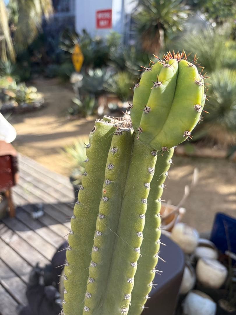 耐寒性強！柱サボテン　ブランチ◇ドライガーデン南国リゾート多肉アガベ ユッカ島