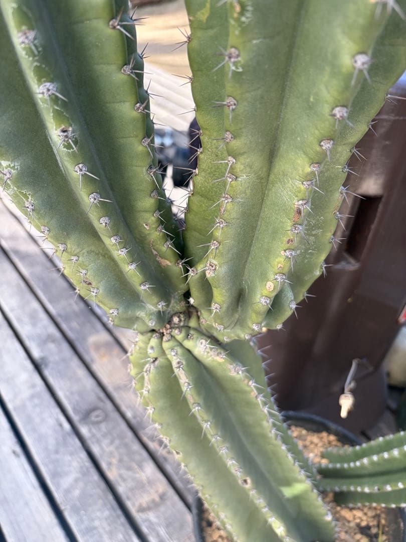 耐寒性強！柱サボテン　ブランチ◇ドライガーデン南国リゾート多肉アガベ ユッカ島