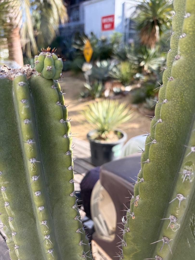 耐寒性強！柱サボテン　ブランチ◇ドライガーデン南国リゾート多肉アガベ ユッカ島